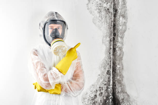 Mold Odor Removal Services