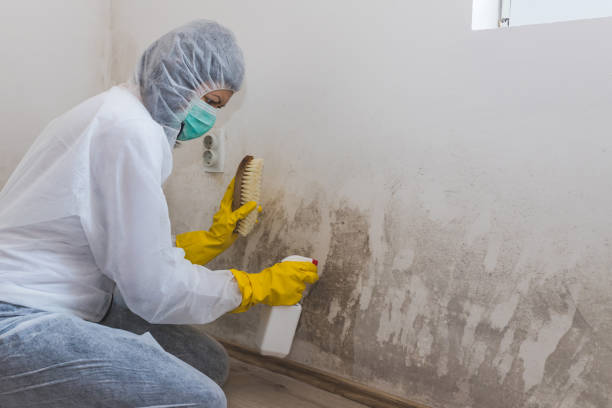 Professional Mold Inspection in New Franklin, OH